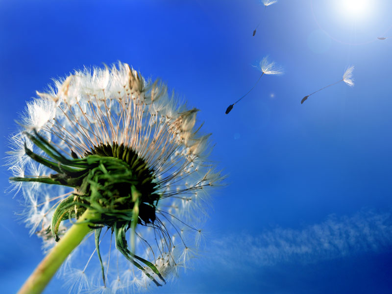 Pusteblume vor blauem Himmel mit fliegenden Samen
